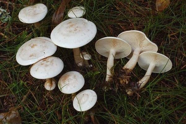 Ядовитые пластинчатые грибы фото и названия