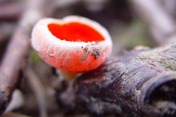 Какие грибы появляются первыми