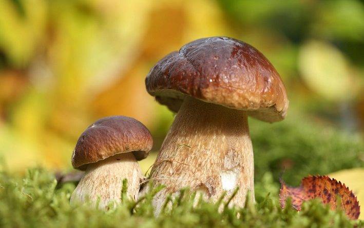 Как вырастить грибы в саду
