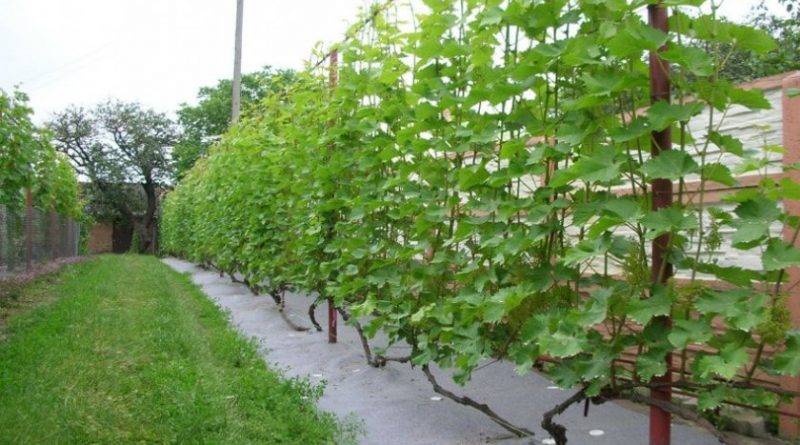 Уход за виноградом в средней полосе россии