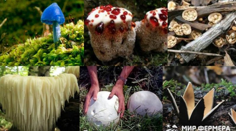 Как проверить грибы на ядовитость