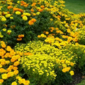 Растения с желтыми цветами фото и названия