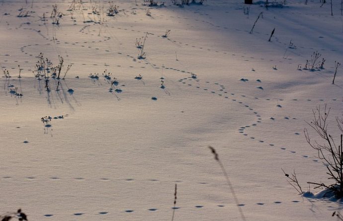 Следы лисицы на снегу