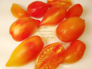 Кольяков семена томатов семена кукурузы краснодарское