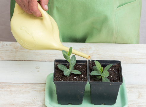 Как выращивать эустому из семян