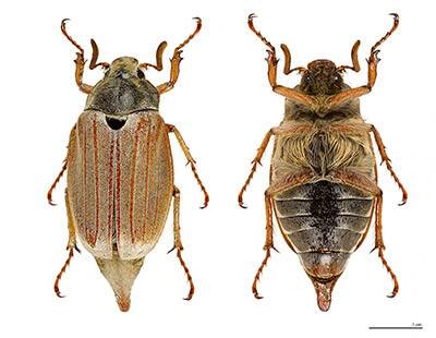 Среда жизни личинки майского жука