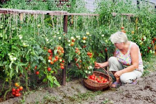 Выращивание и уход за помидорами в теплице