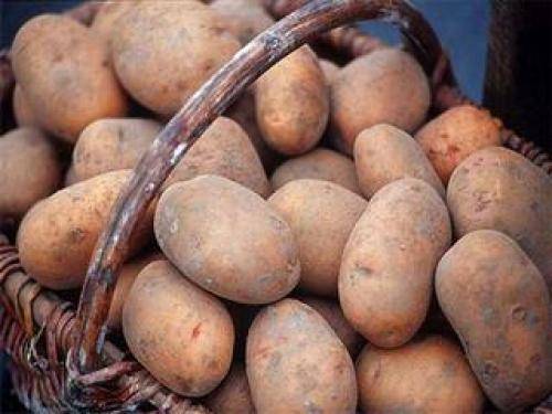 Какой сорт картофеля лучше хранится зимой