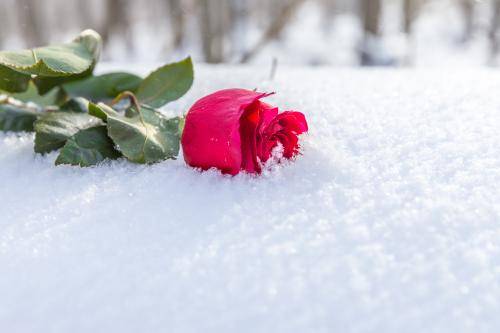 Укрывание роз на зиму в средней полосе