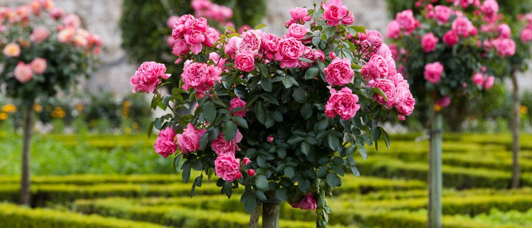 Как вырастить штамбовую розу пошагово