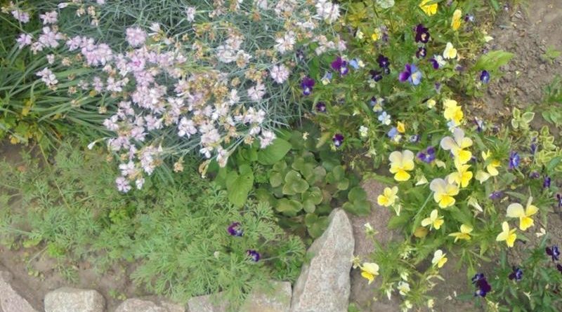Гвоздика садовая многолетняя посадка и уход фото