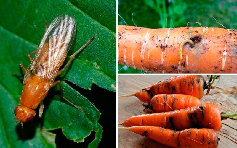 Как избавиться от морковной мухи на моркови