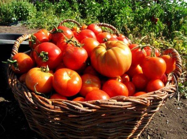 Тепличные помидоры и уход за ними