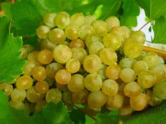 Универсальные сорта винограда