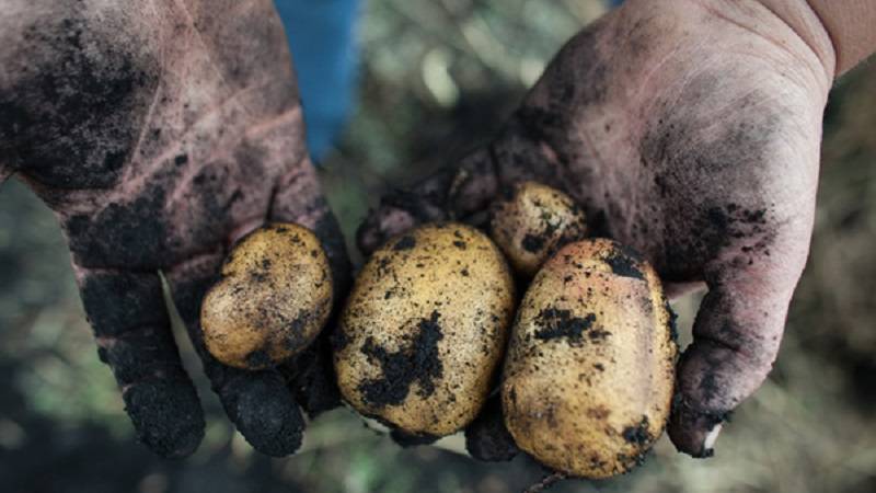 Популярный сорт картофеля с высокой урожайностью "Репанка"