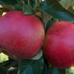 Летние сорта яблонь в украине