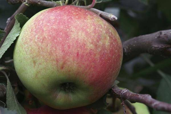 Сорт яблони соколовское фото и описание