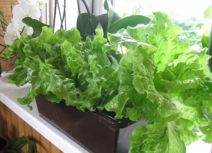 Вырастить салат на подоконнике зимой
