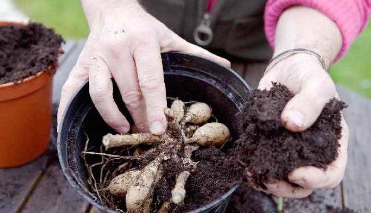 Как сохранить корни георгинов до весны