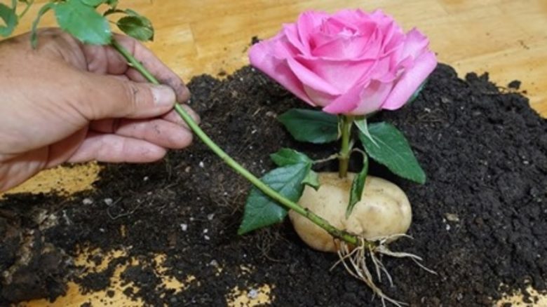 Как садить розы в картошке
