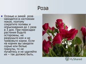 Роза описание растения